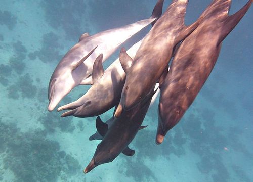 Înot cu delfinii și excursie cu snorkeling de la El Gouna 